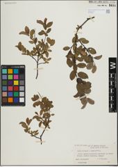 Foto von Salix herbacea L. x Salix phylicifolia L.